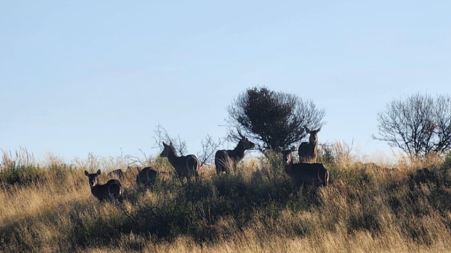 5 Bedroom Property for Sale in Edenburg Rural Free State